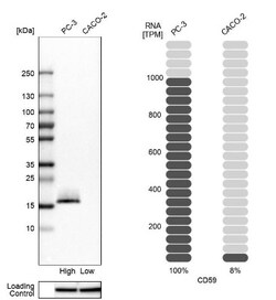 CD59 Antibody, Novus Biologicals:Antibodies:Primary Antibodies
